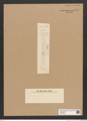 Diatomeae indet. Zeichnungen Sammlung Grunow Nr. 6354 (NHMW-BOT-W0375005)